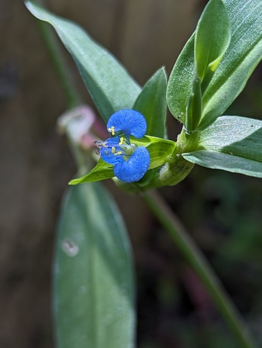 Carolina dayflower (Commelina caroliniana)