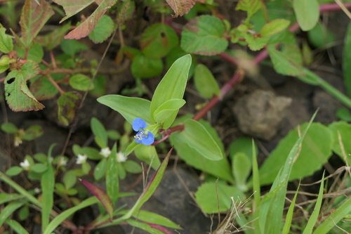 Carolina dayflower (Commelina caroliniana)