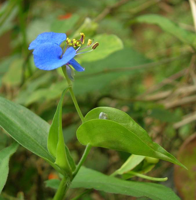 Carolina dayflower (Commelina caroliniana)