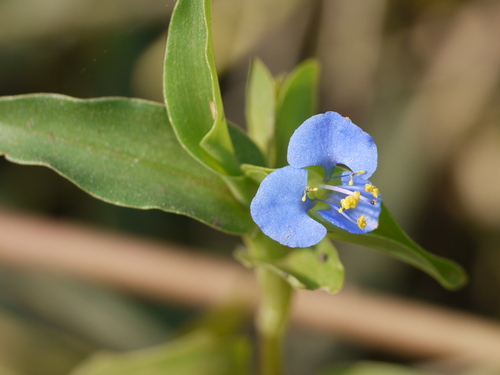 Carolina dayflower (Commelina caroliniana)
