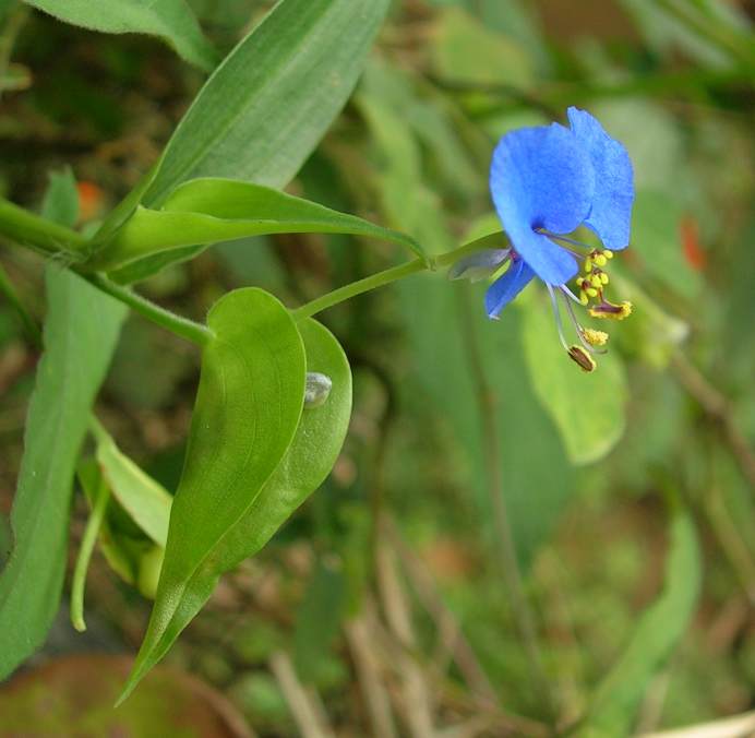 Carolina dayflower: Probably a flower of Commelina caroliniana , Bangalore, India