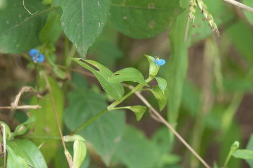 Carolina dayflower (Commelina caroliniana)