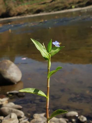 Carolina dayflower (Commelina caroliniana)