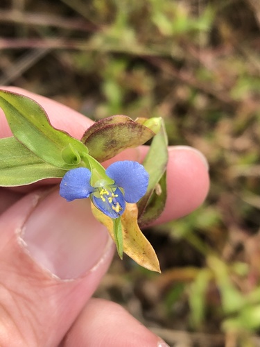 Carolina dayflower (Commelina caroliniana)