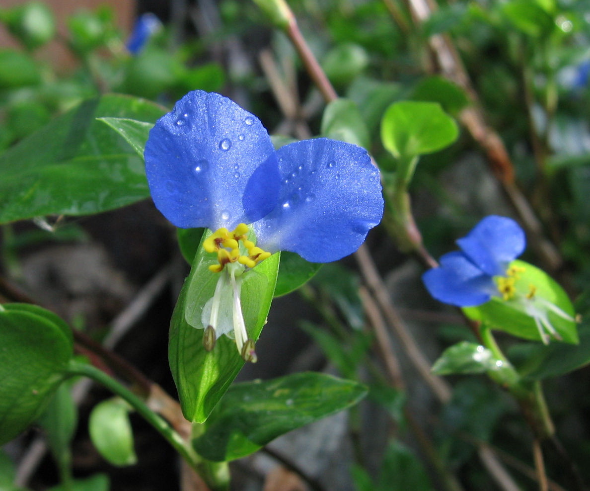 Asiatic dayflower: Commelina communis with foliage and stalks in background. The blue petals are 8-10 mm long.