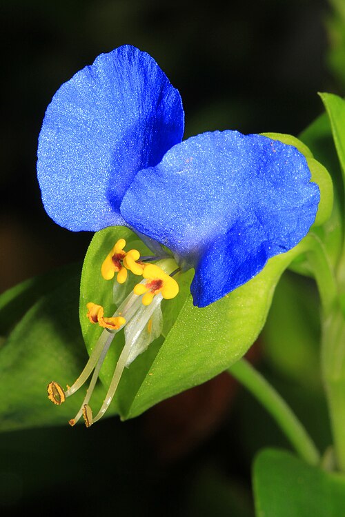 Asiatic dayflower: Asiatic Dayflower - Commelina communis, Woodbridge, Virginia