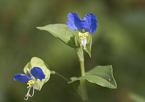Asiatic dayflower: Asiatic dayflower ( Commelina communis ). Espiye - Giresun, Turkey.