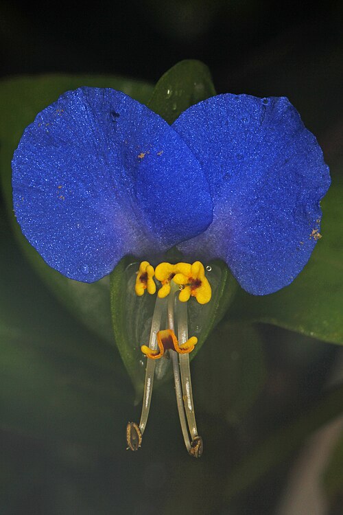Asiatic dayflower: Asiatic Dayflower - Commelina communis, Woodbridge, Virginia.