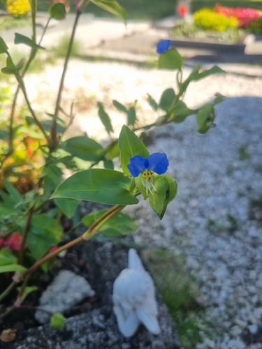 Asiatic dayflower (Commelina communis)