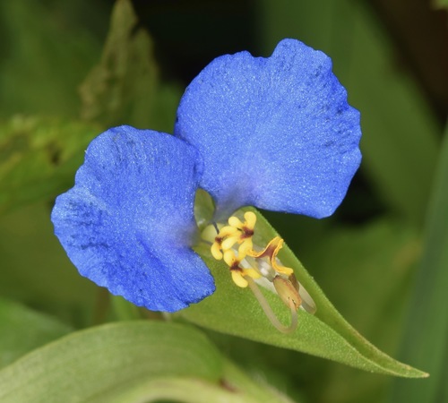 Asiatic dayflower (Commelina communis)