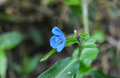 Asiatic dayflower: Commelina communis which is captured at Jahangirnagar University campus,Bangladesh.