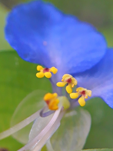 Asiatic dayflower (Commelina communis)