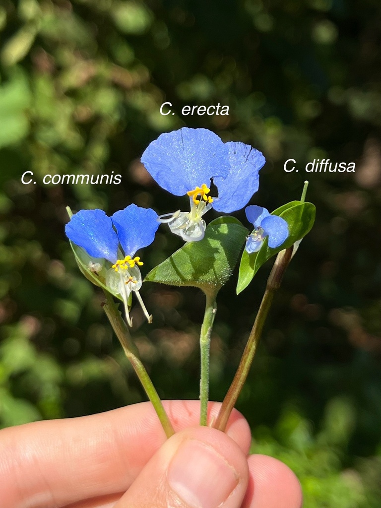 Asiatic dayflower (Commelina communis)