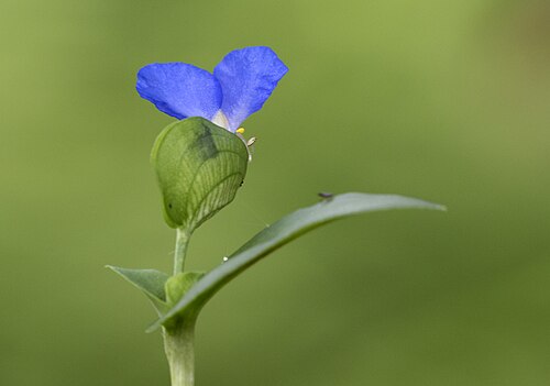 Asiatic dayflower: Asiatic dayflower ( Commelina communis ). Espiye - Giresun, Turkey.