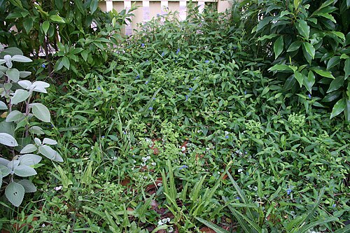 Scurvy weed: Commelina cyanea and some Viola betonicifolia between Michelia plants, Sydney, NSW