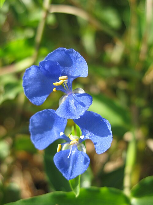 Scurvy weed: Flowers are axillary, arising from folded leaf-like bracts. They have 3 rich inner blue 'petals' (tepals). Outer tepals are membranous, white, and smaller. Ther