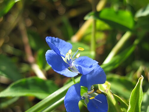 Scurvy weed: Flowers are axillary, arising from folded leaf-like bracts. They have 3 rich inner blue 'petals' (tepals). Outer tepals are membranous, white, and smaller. Ther