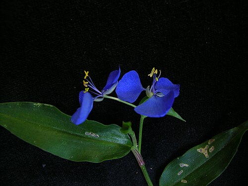 Scurvy weed: Flowers are axillary, arising from folded leaf-like bracts. They have 3 rich inner blue 'petals' (tepals). Outer tepals are membranous, white, and smaller. Ther