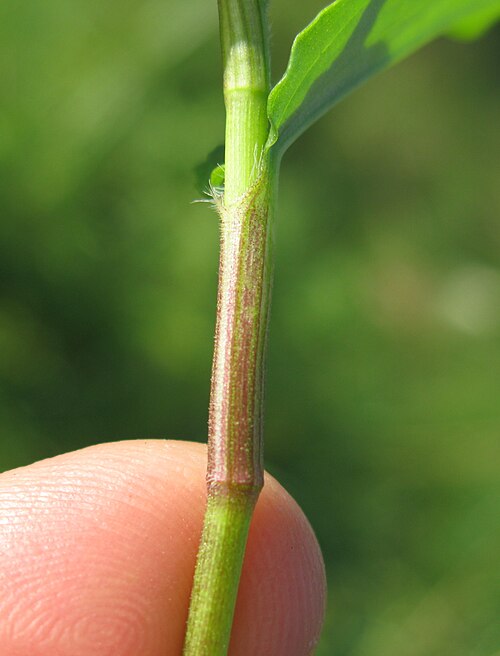 Scurvy weed: Leaf-sheaths are to about 15 mm long and much shorter than the internodes.