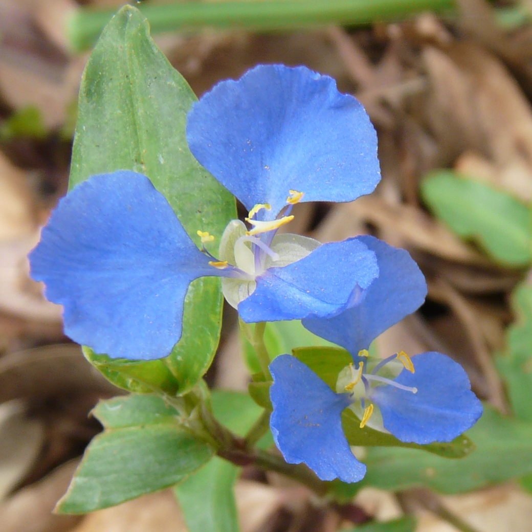 Scurvy weed: Flower of Commelina cyanea