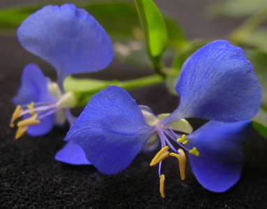 Scurvy weed: Flowers are axillary, arising from folded leaf-like bracts. They have 3 rich inner blue 'petals' (tepals). Outer tepals are membranous, white, and smaller. Ther