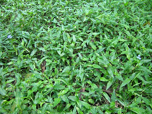 Scurvy weed: Native, warm-season, perennial, weak, trailing herb. Stems are fleshy and root at the nodes. Leaves are broad and 2-7 cm long, with parallel longitudinal veins