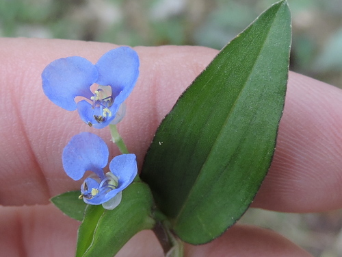 Climbing dayflower (Commelina diffusa)