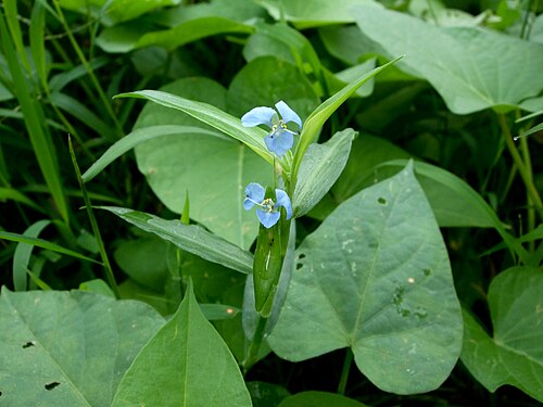 Climbing dayflower: Commelina diffusa , Taichung, Taiwan.