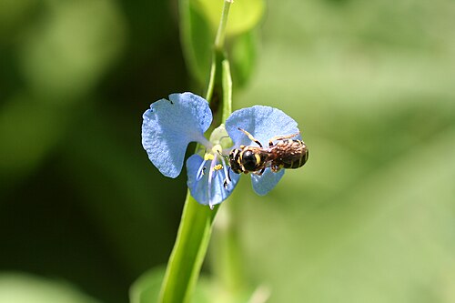Climbing dayflower: Flowering specimen of Commelina diffusa Burm. f. with visiting pollinator in Xishuangbanna, Yunnan, China; photo taken at about noon; a specimen was taken with 