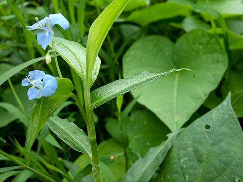 Climbing dayflower: Commelina diffusa , Taichung, Taiwan.