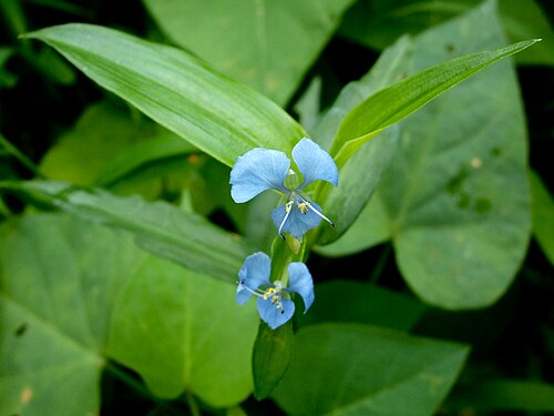 Climbing dayflower: Commelina diffusa , Taichung, Taiwan.