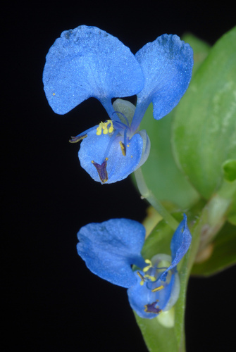 Climbing dayflower (Commelina diffusa)