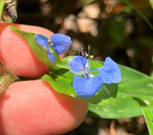 Climbing dayflower (Commelina diffusa)
