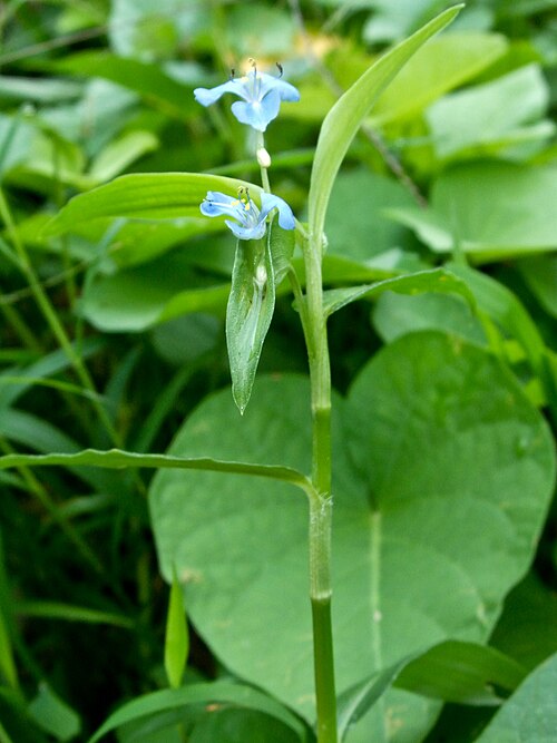 Climbing dayflower: Commelina diffusa , Taichung, Taiwan.