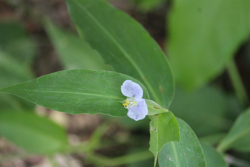 Climbing dayflower (Commelina diffusa)