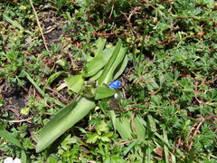Commelina elliptica (Commelina elliptica)