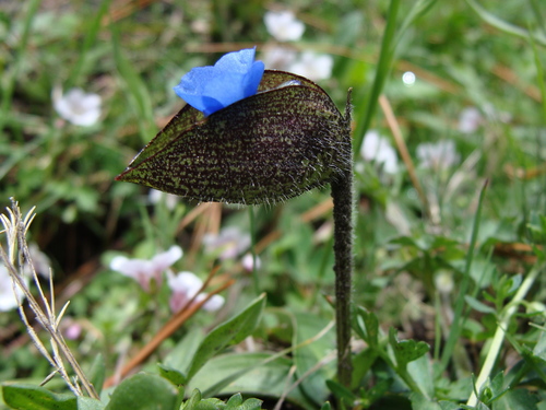 Commelina elliptica (Commelina elliptica)