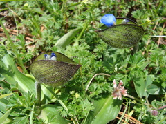 Commelina elliptica (Commelina elliptica)