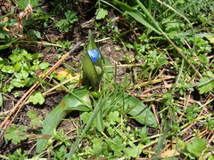 Commelina elliptica (Commelina elliptica)