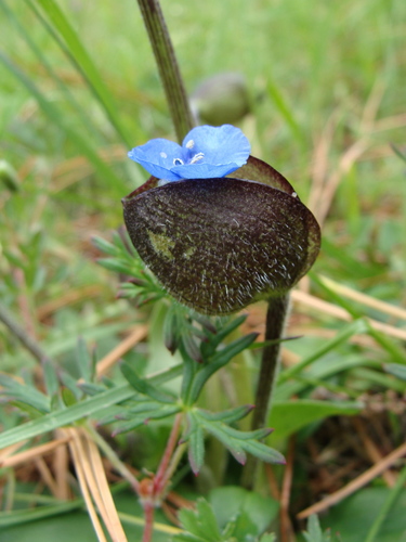Commelina elliptica (Commelina elliptica)