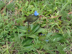 Commelina elliptica (Commelina elliptica)