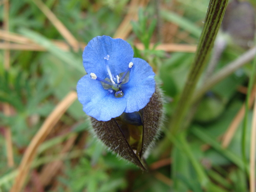 Commelina elliptica (Commelina elliptica)