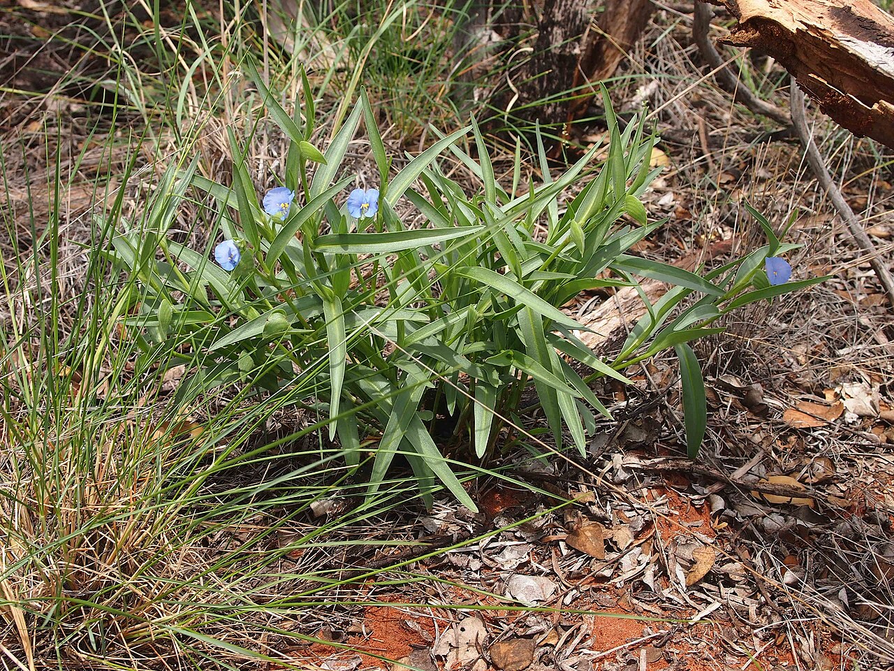 Commelina ensifolia: Commelina ensifolia habit