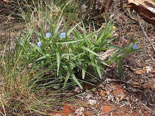 Commelina ensifolia: Commelina ensifolia habit