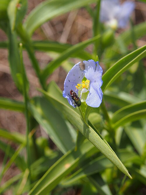 Commelina ensifolia: Unidentified Beetle on Commelina ensifolia, Alice Springs.