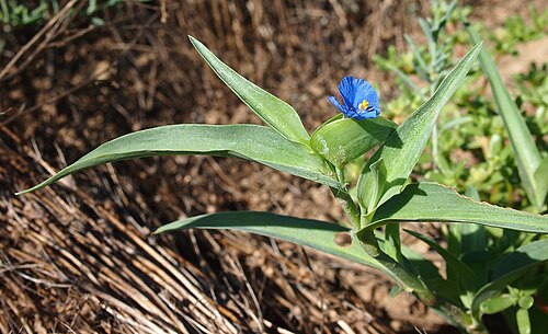 Commelina ensifolia: Commelina ensifolia spathe