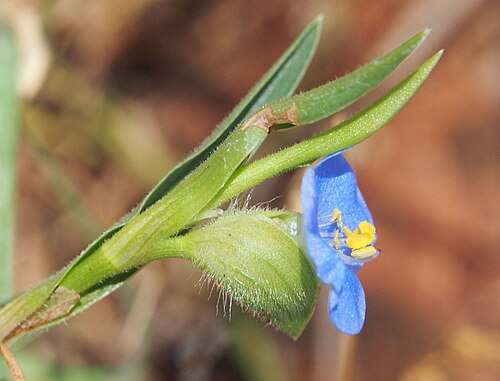 Commelina ensifolia: Commelina ensifolia flower