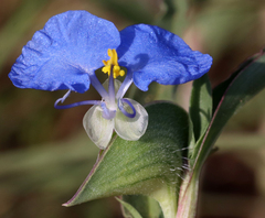 White mouth dayflower (Commelina erecta)