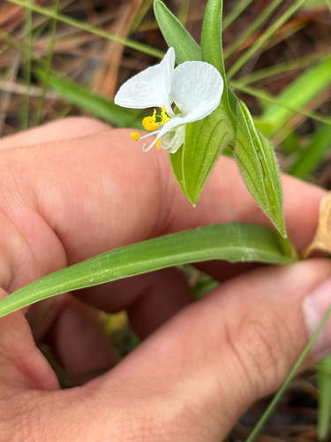 White mouth dayflower (Commelina erecta)