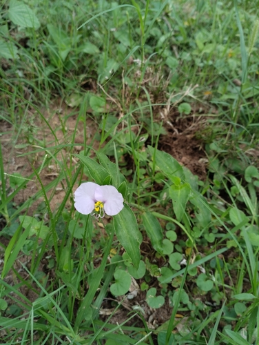 White mouth dayflower (Commelina erecta)